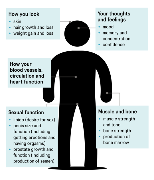 How testosterone affects a man's body